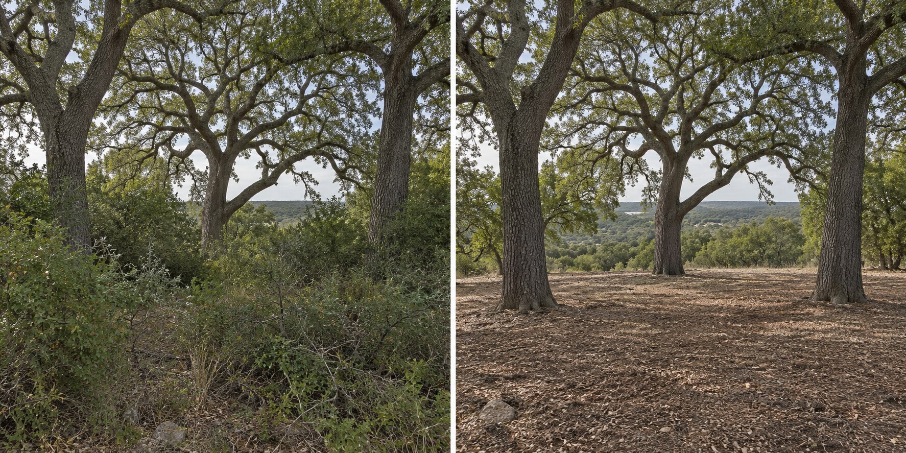 Before and after: Selective clearing. Keep the oaks. Not an actual completed job.