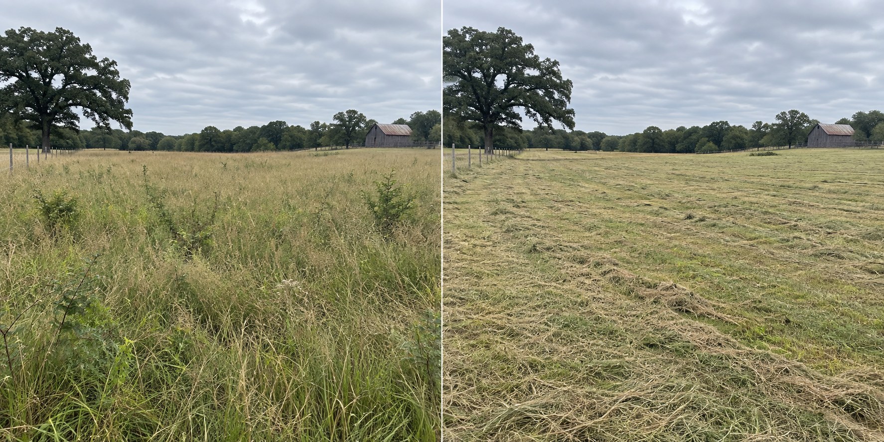 The same pasture before mowing and after the tall grass has been cut